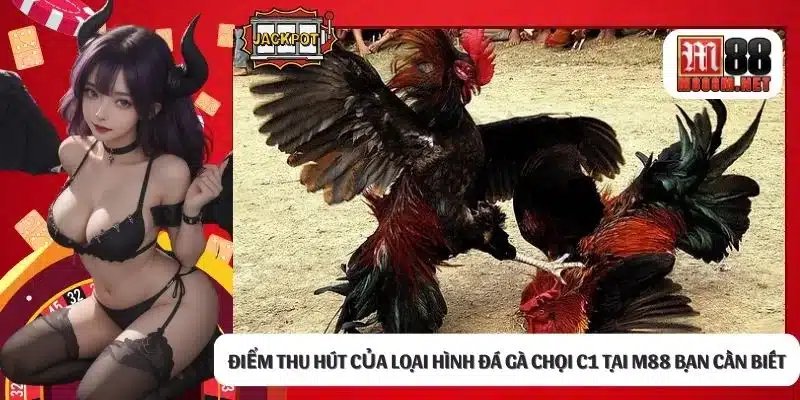 Điểm thu hút của loại hình đá gà chọi c1 tại M88 bạn cần biết