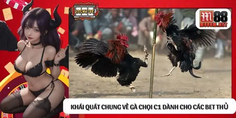 Khái quát chung về gà chọi c1 dành cho các bet thủ