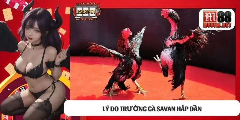 Lý do trường gà savan hấp dẫn